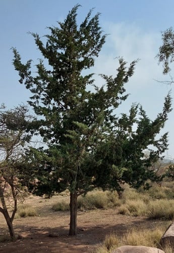 شجرة السرو 40 بذرة Cupressus