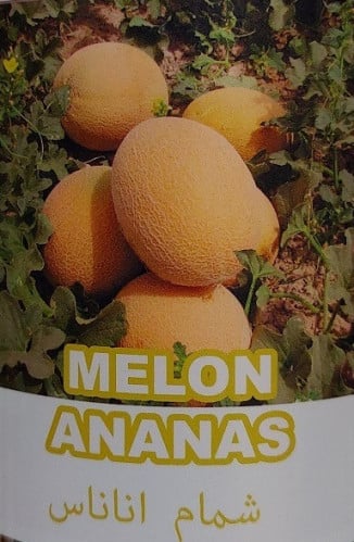 شمام اناناس 60 بذرات Melon ananas