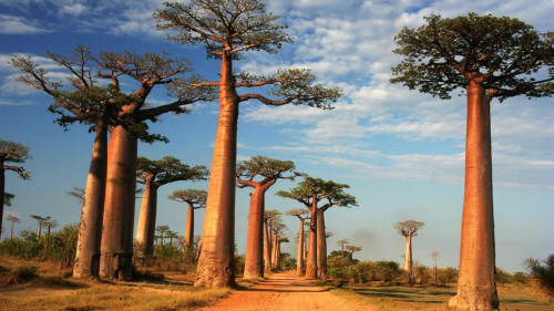 تبلدي ( حبحبوه )20 بذرة Baobab