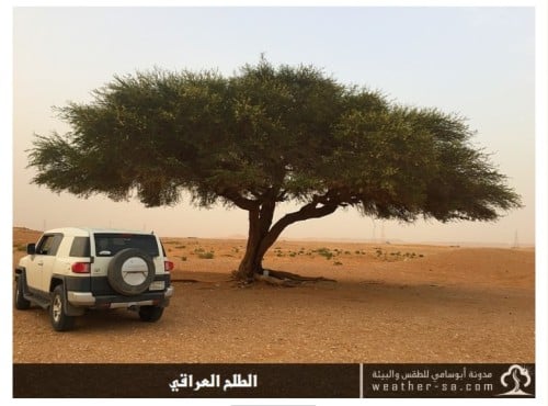 طلح عراقي 50 بذرة Acacia gerrardii Subsp . negeven...