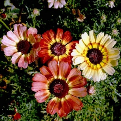 اقحوان زهوره ملونة 100 بذرة chrysanthemum carinatu...