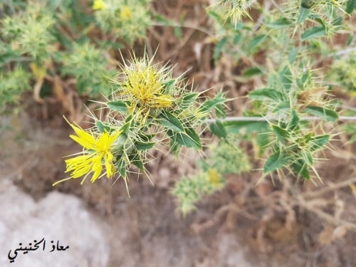 عصفر بري 20 بذرة ( أنتبه كثير الاشواك ) Carthamus...