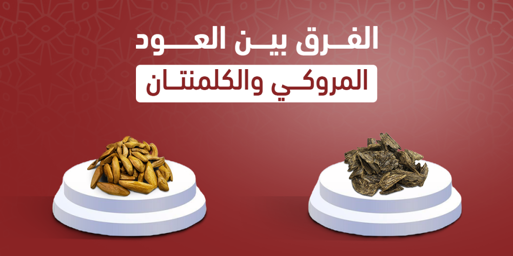 ما هو الفرق بين العود المروكي والكلمنتان