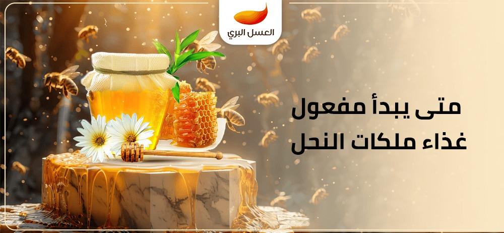 متى يبدأ مفعول غذاء ملكات النحل