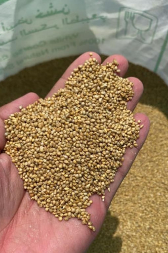 دخن (المدينة المنورة) عضوي غير مطحون