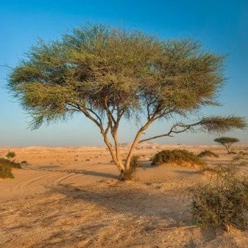 بذور شجرة السمر ( Acacia tortilis )