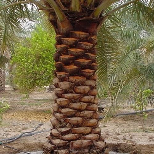 خدمة تقليم وتكريب النخيل