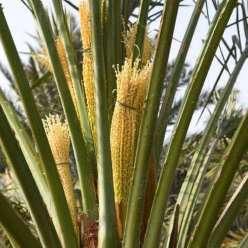 خدمة تلقيح النخيل