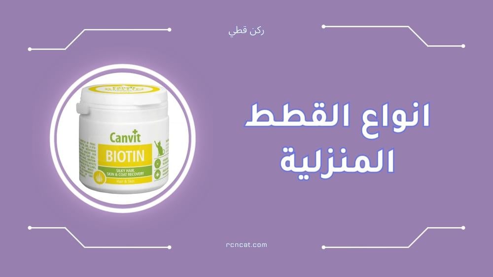 افضل انواع القطط المنزلية للتربية