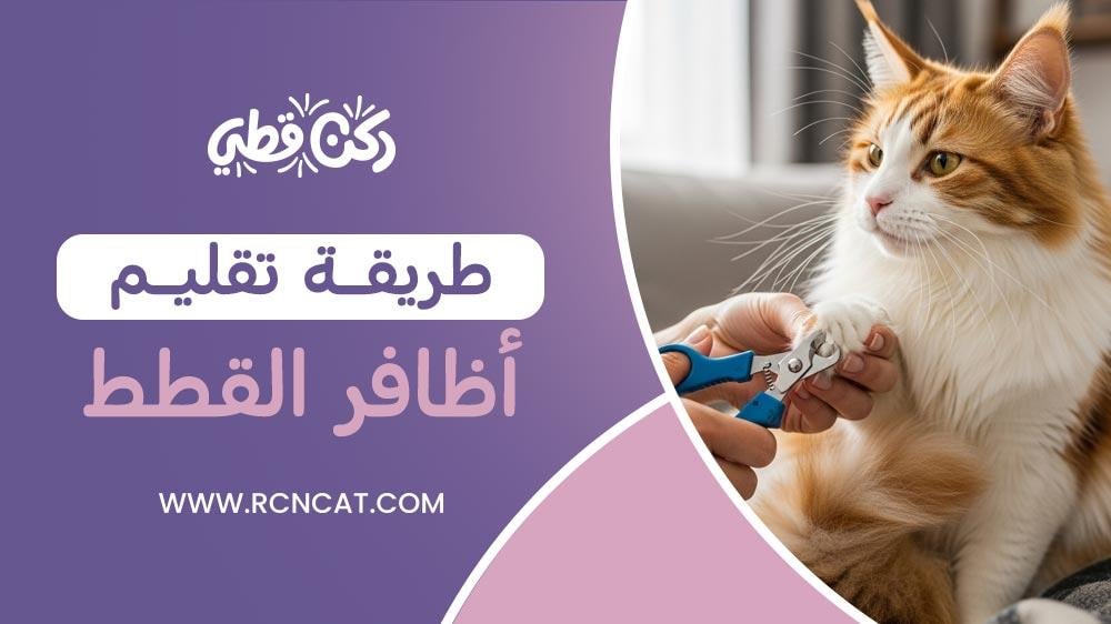 طريقة تقليم اظافر القطط بطريقة آمنة وسهلة