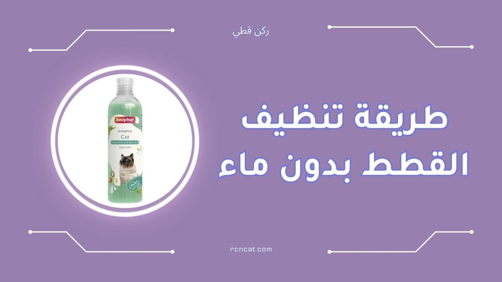 أفضل طريقة تنظيف القطط بدون ماء بسهولة وأمان