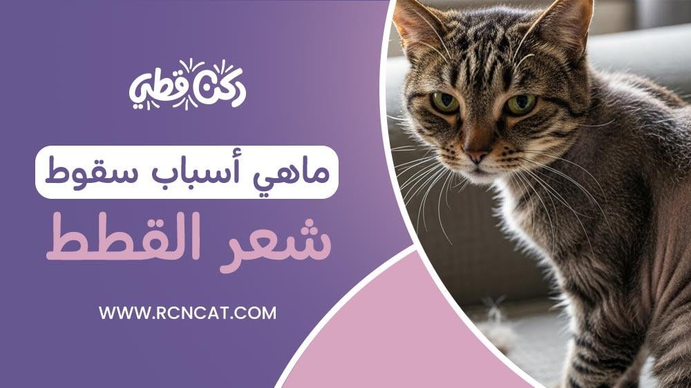 ما هي اسباب سقوط  شعر القطط؟