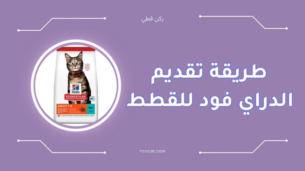 طريقة تقديم الدراي فود للقطط بخطوات بسيطة وسهلة