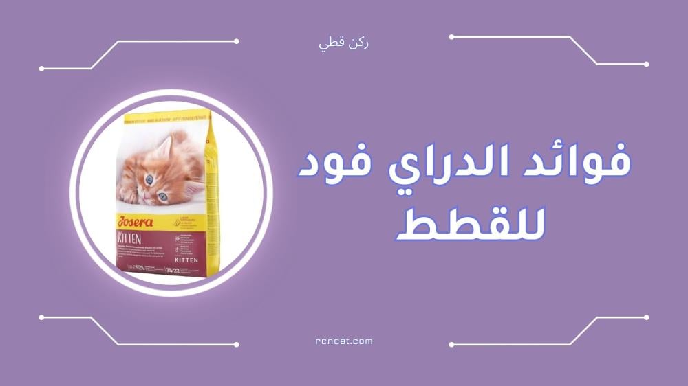 أبرز فوائد الدراي فود للقطط ونصائح لاختيار الأفضل