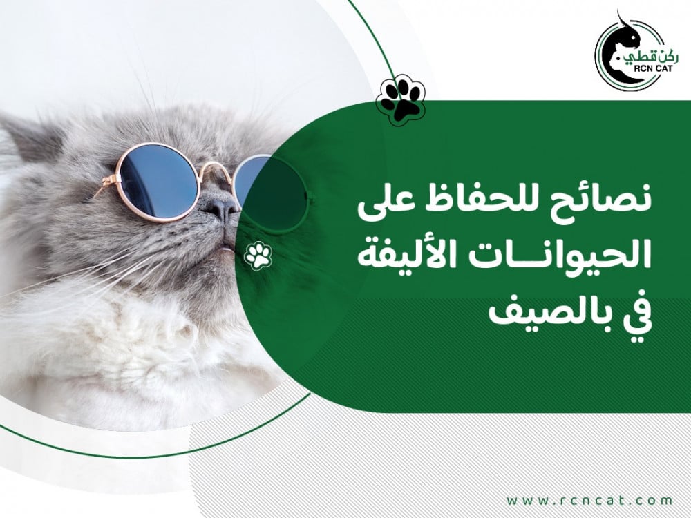 نصائح للحفاظ على الحيوانات الأليفة في بالصيف