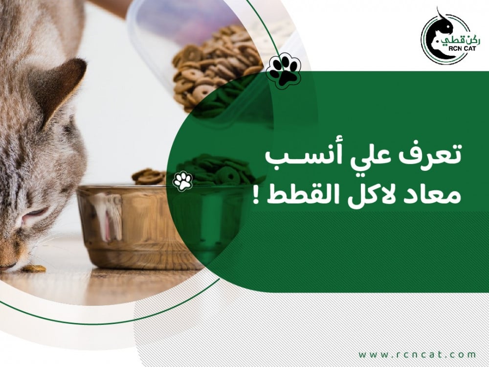 تعرف علي أنسب معاد لاكل القطط !