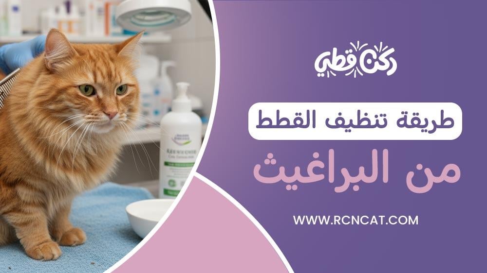 طريقة تنظيف القطط من البراغيث بسهولة وأمان