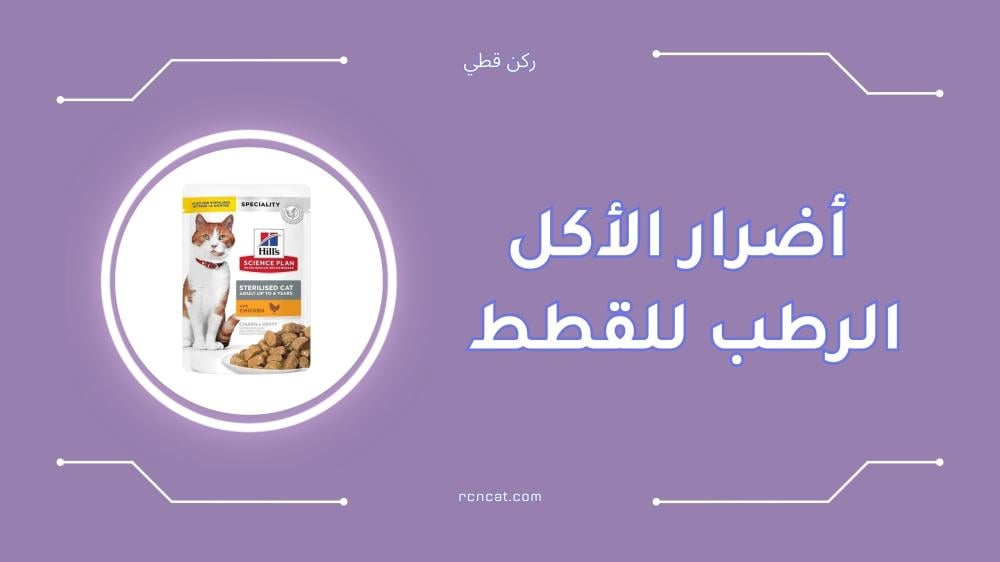 أضرار الأكل الرطب للقطط وكيف تحمي قطتك