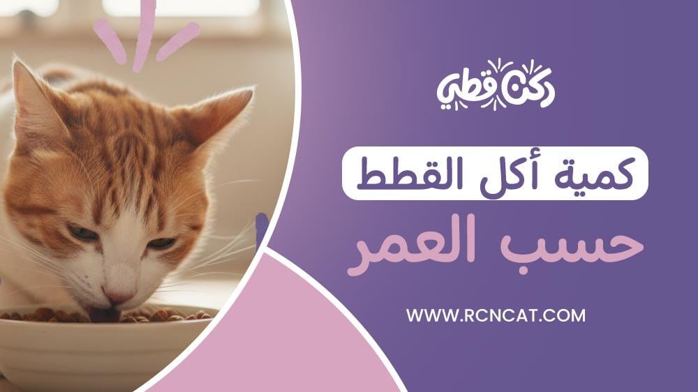 كمية أكل القطط حسب العمر بالتفصيل [دليل شامل]