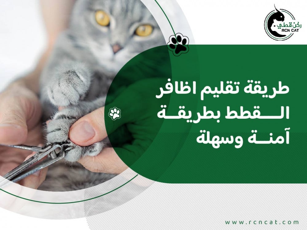 طريقة تقليم اظافر القطط بطريقة آمنة وسهلة