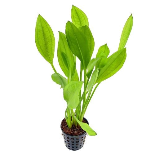 echinodorus grisebachii bleherae potted
