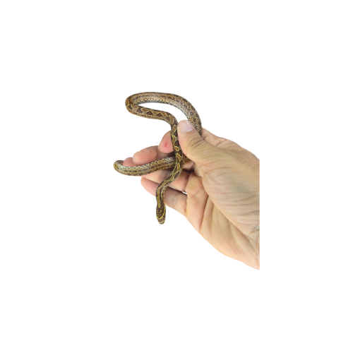 Rat/corn Snake