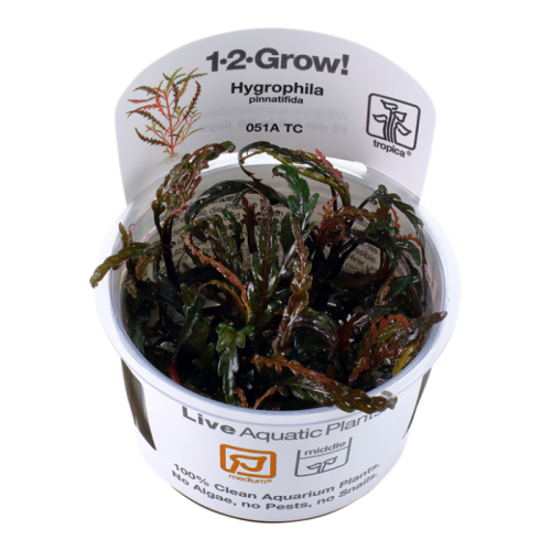 hygrophila pinnatifida