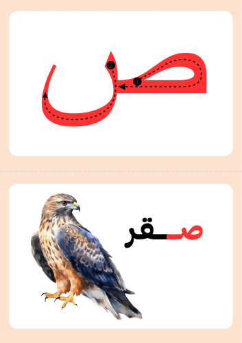 بطاقات تعلم حرف ص ، ٧ كلمات تحتوي على الحرف ، وتلو...