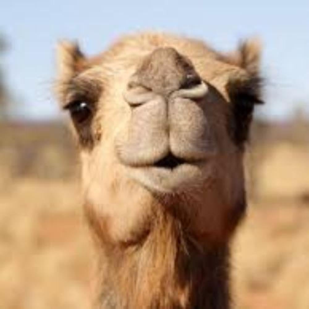 تبي مشروعك ينجح؟ إعشقه عشق البدوي لناقته