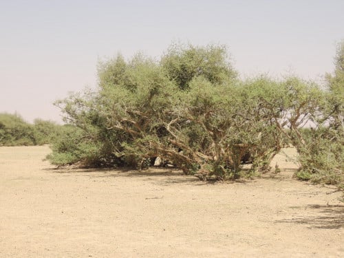 بذور سدر بري 100 بذرة Ziziphus nummularia