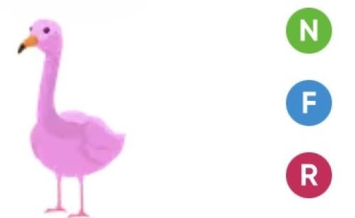 Flamingo ( NFR