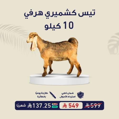تيس كشميري هرفي 10 كيلو