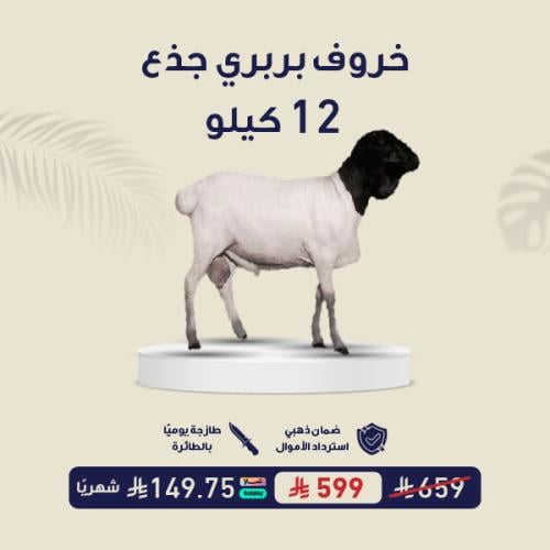 خروف بربري جذع 12 كيلو