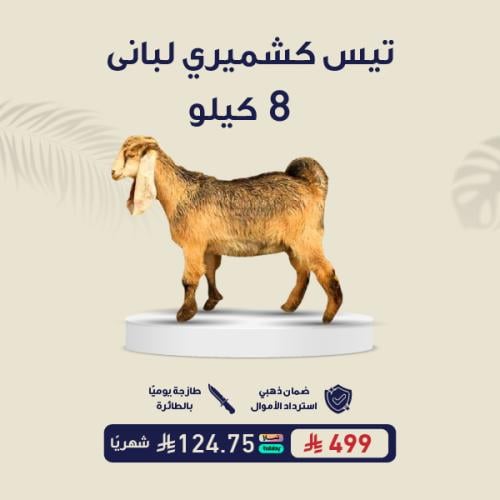 تيس كشميري لبانى 8 كيلو
