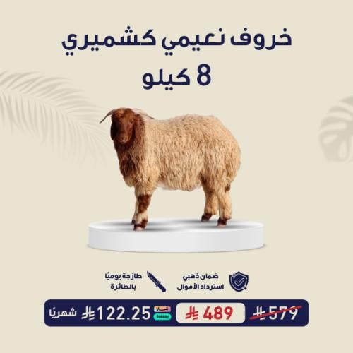 خروف نعيمي 8 كيلو ( كشميري )
