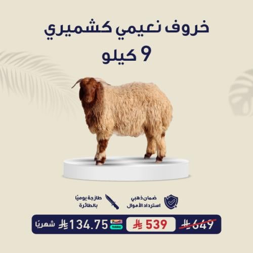 خروف نعيمي كشميري 9 كيلو ( لحم ضأن )