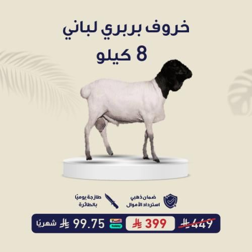 خروف بربري لباني 8 كيلو