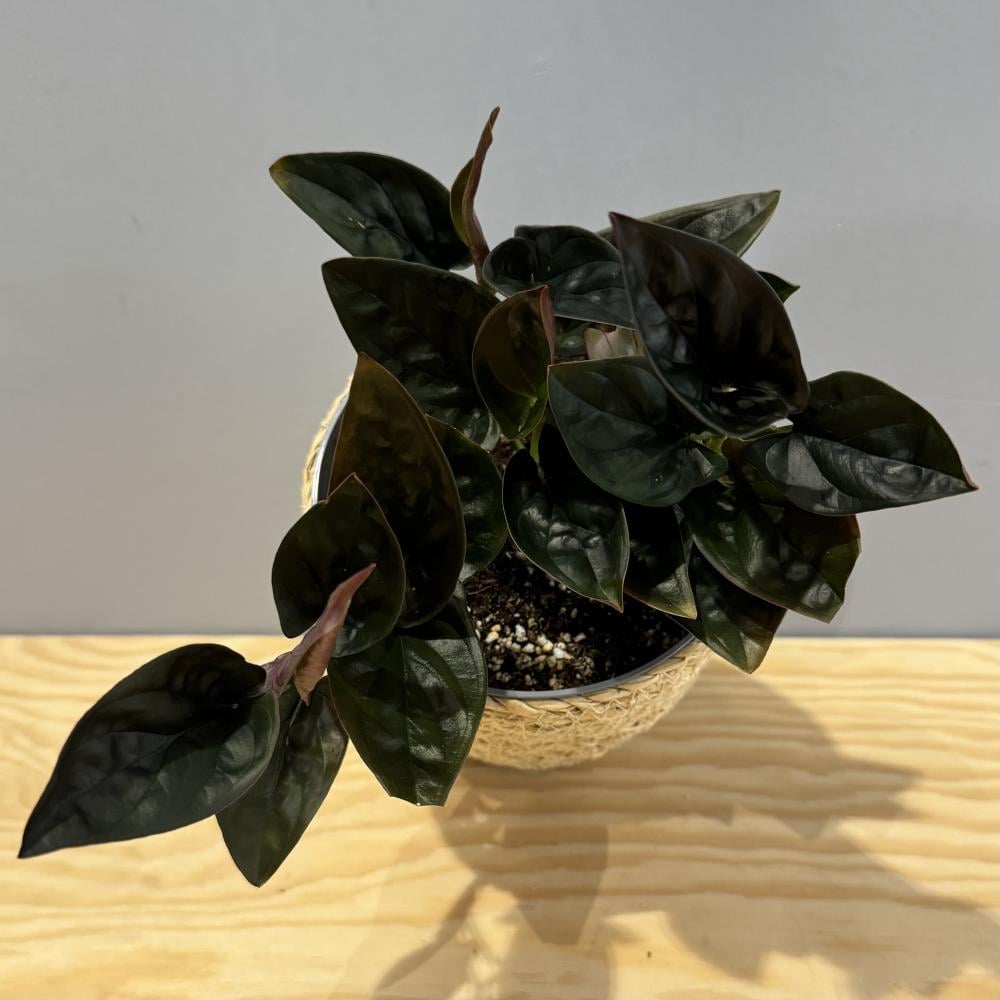 Syngonium Red Arrow