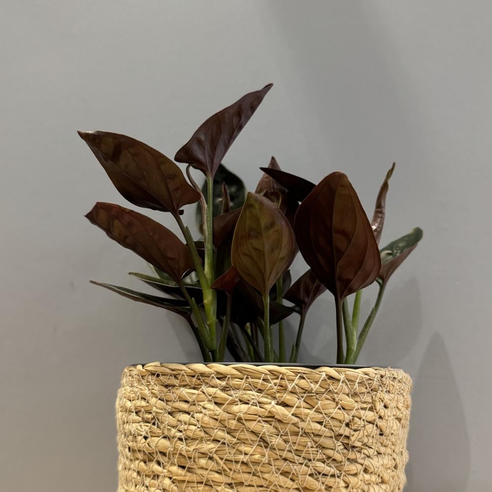 Syngonium Red Arrow
