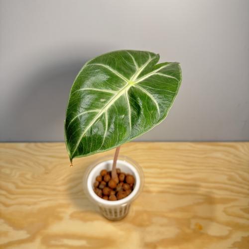 Alocasia Pink dragon - ألوكاسيا التنين الوردي