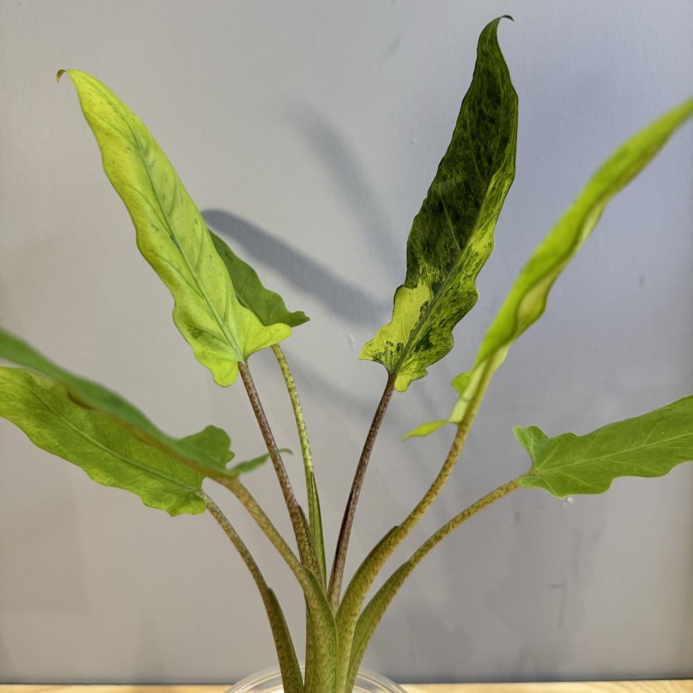 Alocasia Lauterbachiana Variegated