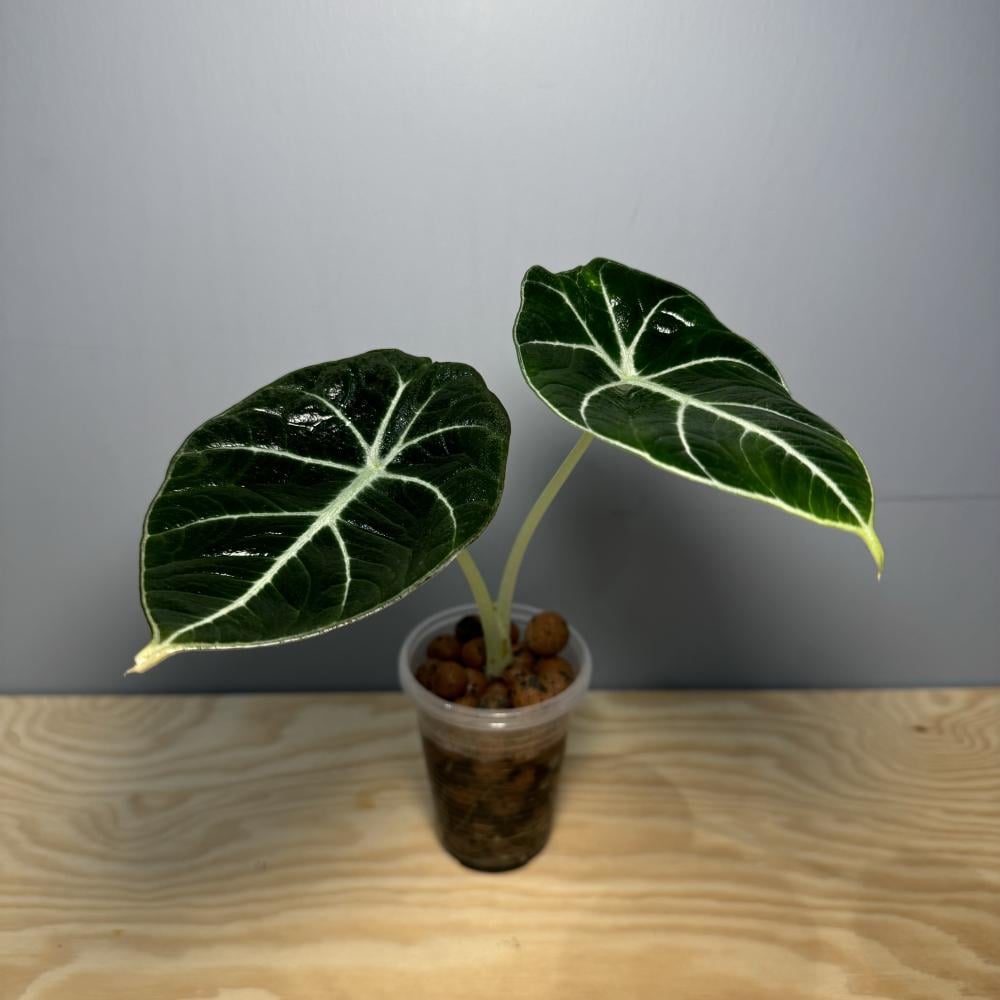 Alocasia Black Velvet - ألوكاسيا بلاك ڤلڤت