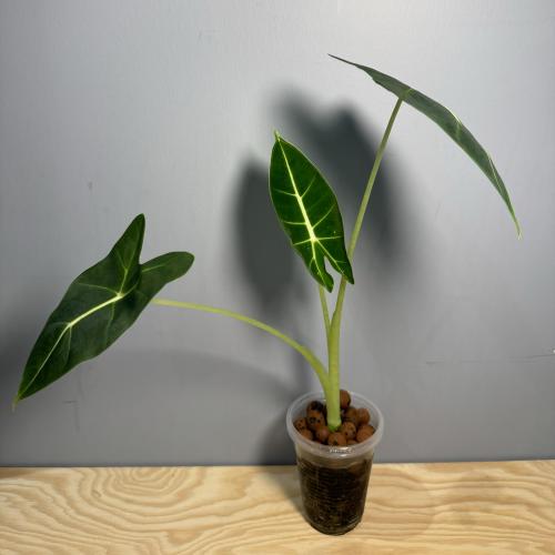 Alocasia Micholitziana - ألوكاسيا ميكولتزيانا