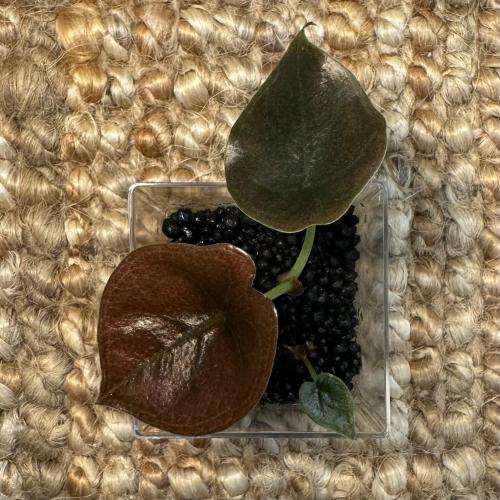 Tiny Alocasia Red secret - ألوكاسيا السر الأحمر صغ...