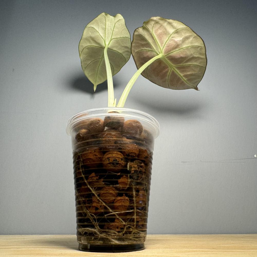 Alocasia Black Velvet - ألوكاسيا بلاك ڤلڤت