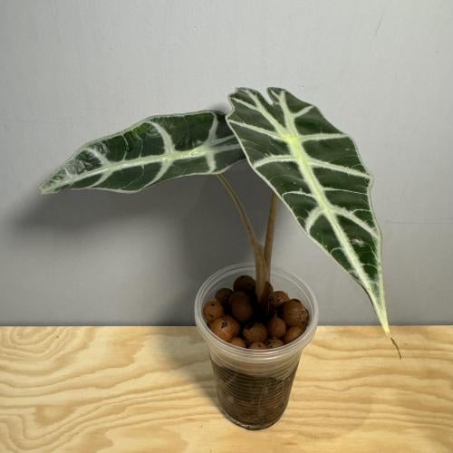Alocasia Polly - ألوكاسيا بولي