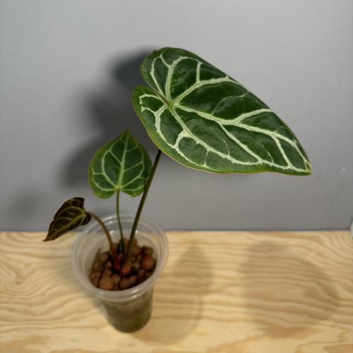 Anthurium Crystallinum - أنثوريوم كريستالينوم
