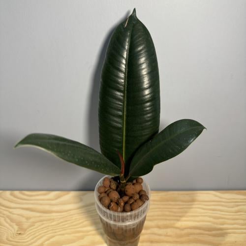 Ficus Elastica Burgundy