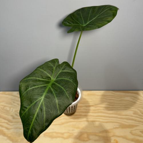 Alocasia Regal Shield - ألوكاسيا ريقال شيلد