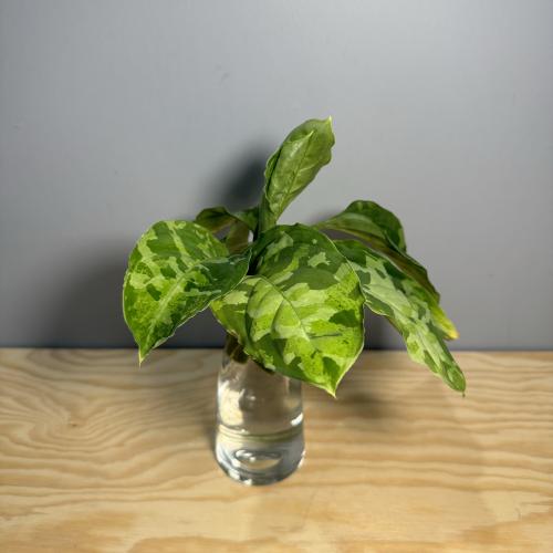 Aglaonema Pictum Tricolor cutting - آجليونيما بيكت...